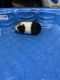 Otter Animals for sale in Stroudsburg, PA 18360, USA. price: NA