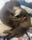 Otter Animals for sale in Los Banos, CA, USA. price: $2,500