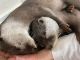 Otter Animals for sale in Los Banos, CA, USA. price: $2,800