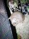 Otter Animals for sale in Davenport, FL, USA. price: NA