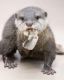 Otter Animals for sale in Lansing, MI, USA. price: $500