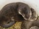 Otter Animals for sale in Lawton, OK, USA. price: NA