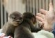 Otter Animals for sale in Columbus, OH, USA. price: NA