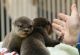Otter Animals for sale in Indianapolis, IN, USA. price: NA