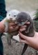 Otter Animals for sale in Charlotte, NC, USA. price: NA