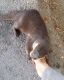 Otter Animals for sale in Austin, TX, USA. price: NA