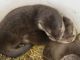Otter Animals for sale in Charlotte, NC, USA. price: $450