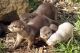 Otter Animals for sale in Peoria, AZ, USA. price: NA