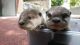 Otter Animals for sale in Corpus Christi, TX, USA. price: $500
