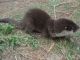 Otter Animals for sale in Afton, TN 37616, USA. price: NA