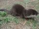 Otter Animals for sale in Charleston, SC, USA. price: NA
