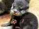 Otter Animals for sale in Charleston, SC, USA. price: NA