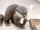 Otter Animals for sale in Huntsville, AL, USA. price: $250