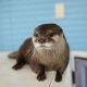 Otter Animals for sale in Marbury, MD 20658, USA. price: NA