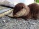 Otter Animals for sale in Tuscaloosa County, AL, USA. price: $700
