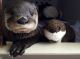 Otter Animals for sale in Tampa, FL, USA. price: NA