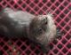 Otter Animals for sale in 1o, Manassas, VA 20110, USA. price: NA