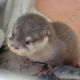 Otter Animals for sale in Brunswick, GA, USA. price: NA