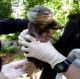 Otter Animals for sale in Covington, VA 24426, USA. price: $400