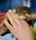 Otter Animals for sale in Moultrie, GA, USA. price: NA