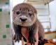 Otter Animals for sale in Buffalo State, Buffalo, NY, USA. price: NA
