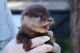 Otter Animals for sale in Milwaukee, WI, USA. price: NA