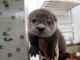 Otter Animals for sale in Daytona Beach, FL 32118, USA. price: NA