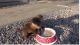 Otter Animals for sale in Virden, IL 62690, USA. price: NA