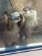 Otter Animals for sale in Jacksonville, FL, USA. price: NA