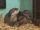 Otter Animals for sale in Lake Oswego, OR, USA. price: NA