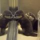 Otter Animals for sale in Dayton, OH 45437, USA. price: NA