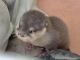 Otter Animals for sale in Murfreesboro, TN, USA. price: NA