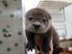 Otter Animals for sale in Scottsdale, AZ, USA. price: NA