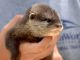 Otter Animals for sale in Clover, SC 29710, USA. price: $400