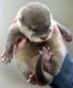 Otter Animals for sale in Dayton, OH 45437, USA. price: $500