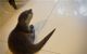 Otter Animals for sale in Bakersfield, CA 93313, USA. price: NA