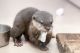 Otter Animals for sale in New York, NY, USA. price: NA