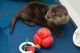 Otter Animals for sale in Kansas, IL 61933, USA. price: NA