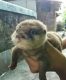 Otter Animals for sale in Ann Arbor, MI, USA. price: NA