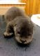 Otter Animals for sale in Tempe, AZ, USA. price: NA