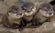 Otter Animals for sale in Clifton, NJ, USA. price: NA