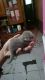 Otter Animals for sale in Beverly Hill Rd, Clifton, NJ 07012, USA. price: $350