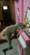 Otter Animals for sale in Beverly Hill Rd, Clifton, NJ 07012, USA. price: NA