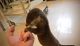 Otter Animals for sale in Alamosa, CO 81101, USA. price: NA