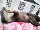 Otter Animals for sale in Beverly Hill Rd, Clifton, NJ 07012, USA. price: $400