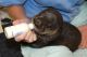 Otter Animals for sale in Okmulgee, OK 74447, USA. price: NA