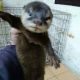 Otter Animals for sale in TX-180, Dallas, TX, USA. price: NA