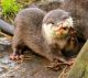 Otter Animals for sale in Houston, TX, USA. price: NA
