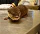 Otter Animals for sale in Atlanta, GA 30342, USA. price: NA