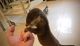 Otter Animals for sale in TN-100, Lyles, TN 37098, USA. price: NA